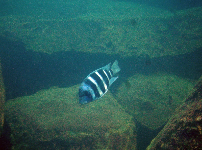 Cyphotilapia gibberosa 'Fulwe Rocks'
